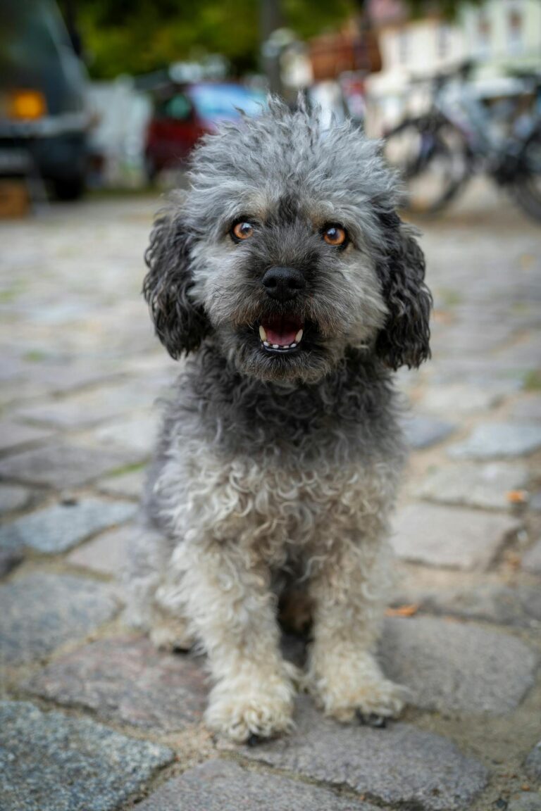 bolonka zwetna