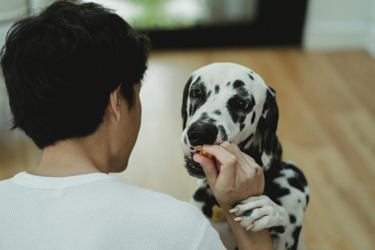 Dalmatian dog being fed a treat by a man indoors.