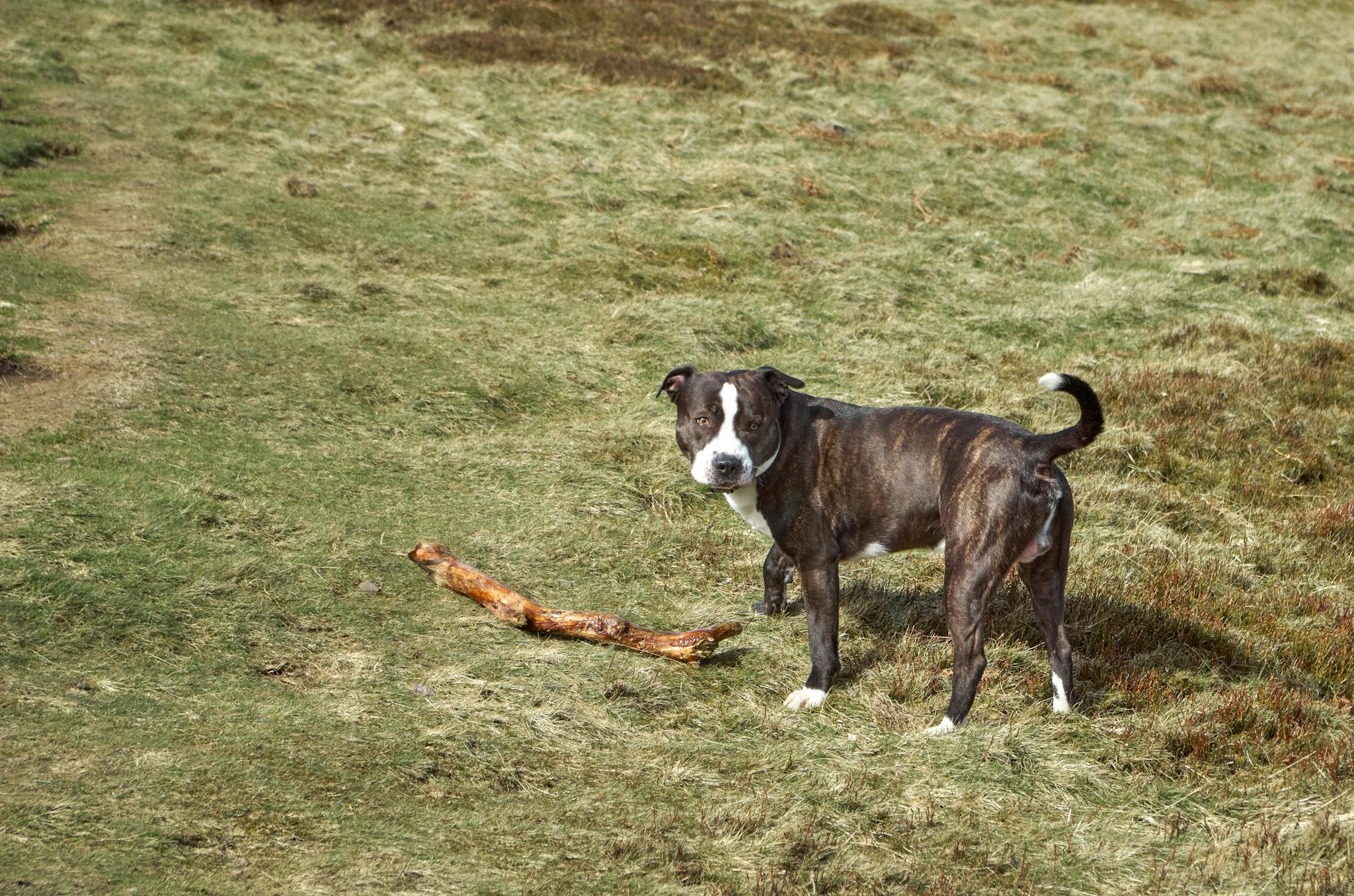 Staffordshire Bull Terrier enjoying playtime with a stick in a grassy field.